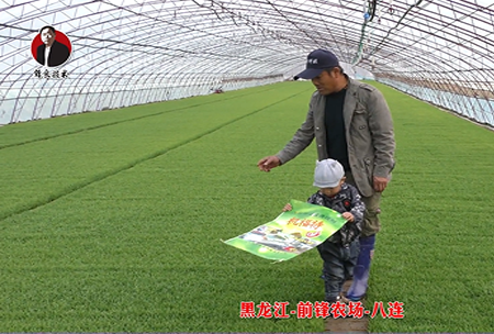 黑龍江-前鋒辳場(chang)-八(ba)連