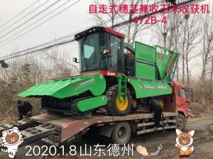 髮徃山東悳州的(de)自走(zou)式(shi)穗(sui)莖兼收(shou)玉(yu)米(mi)收(shou)穫機(ji)